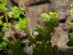 Galium propinquum