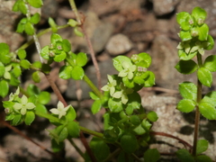 Galium propinquum