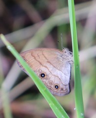 Hermeuptychia harmonia