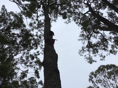 Cormobates leucophaea