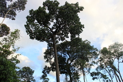 Bertholletia excelsa