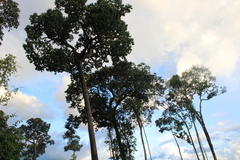 Bertholletia excelsa