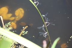 Lestes tridens
