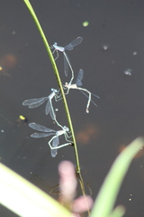 Lestes tridens