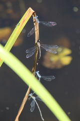 Lestes tridens