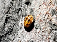 Coccinellini