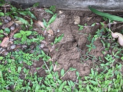 Latrodectus hasselti