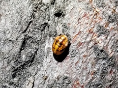 Coccinellini