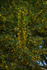 Diphysa carthagenensis