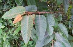 Vismia guianensis