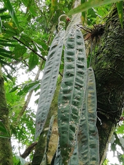 Anthurium wendlingeri