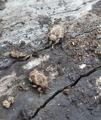 Hyperinae