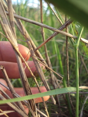 Tetanorhynchini