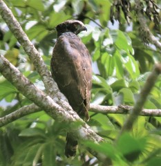 Spizaetus tyrannus