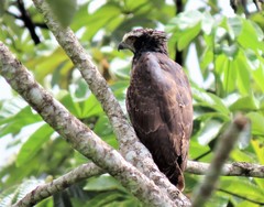Spizaetus tyrannus