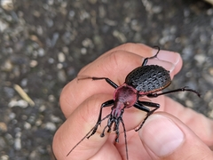 Carabus nankotaizanus