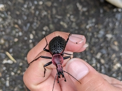 Carabus nankotaizanus