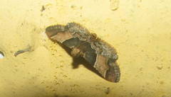 Pyralis pictalis
