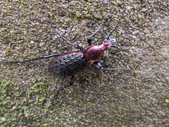 Carabus nankotaizanus