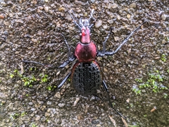 Carabus nankotaizanus