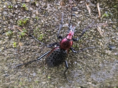 Carabus nankotaizanus