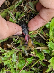 Carabus nankotaizanus