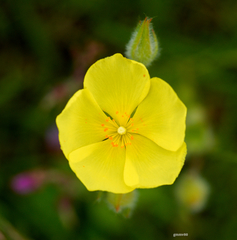 Crocanthemum brasiliense