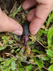 Carabus nankotaizanus