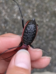 Carabus nankotaizanus