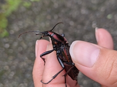 Carabus nankotaizanus