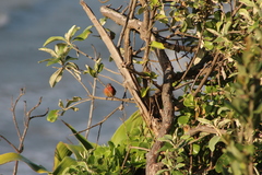 Lagonosticta rubricata