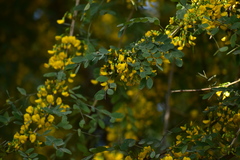 Diphysa carthagenensis