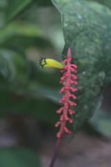 Palicourea subspicata