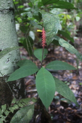 Palicourea subspicata