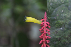 Palicourea subspicata