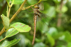 Austrocordulia refracta