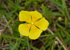 Crocanthemum brasiliense
