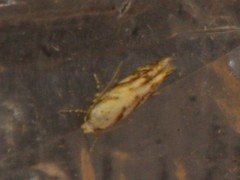 Coleotechnites piceaella