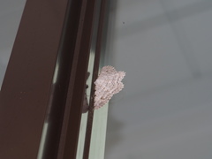 Lassaba parvalbidaria