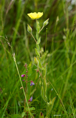 Crocanthemum brasiliense