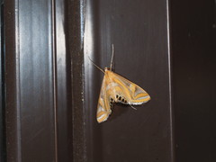 Eoophyla conjunctalis