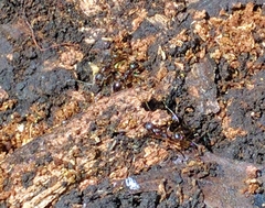 Aphaenogaster fulva