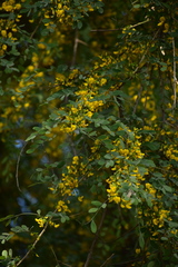 Diphysa carthagenensis