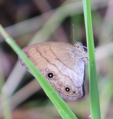 Hermeuptychia harmonia