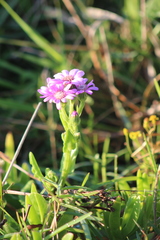 Senecio macrocephalus