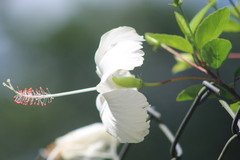 Hibiscus arnottianus