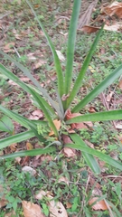 Ananas comosus image