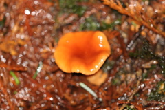 Lactarius substriatus