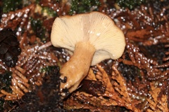 Lactarius substriatus