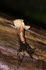 Lactarius substriatus